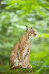 Luchs