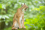 Luchs