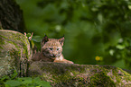 Luchs