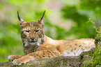 Luchs