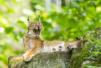 Luchs