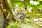 Luchs