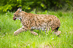 Luchs
