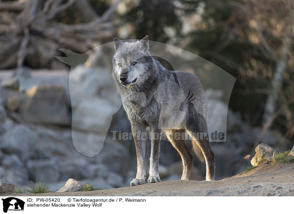 stehender Mackenzie Valley Wolf / standing Mackenzie Valley Wolf / PW-05420
