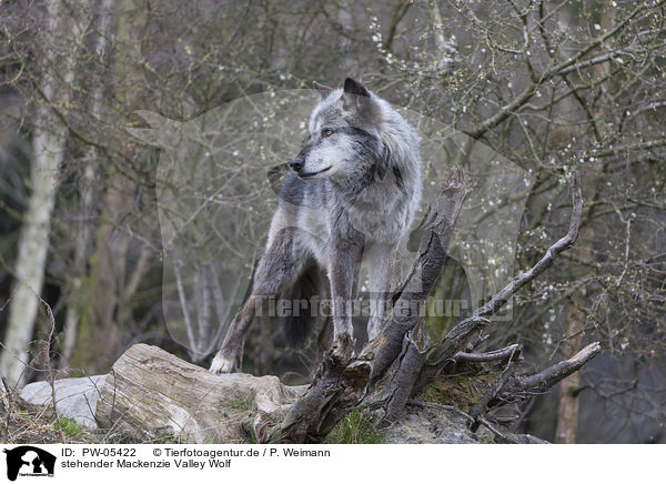 stehender Mackenzie Valley Wolf / standing Mackenzie Valley Wolf / PW-05422