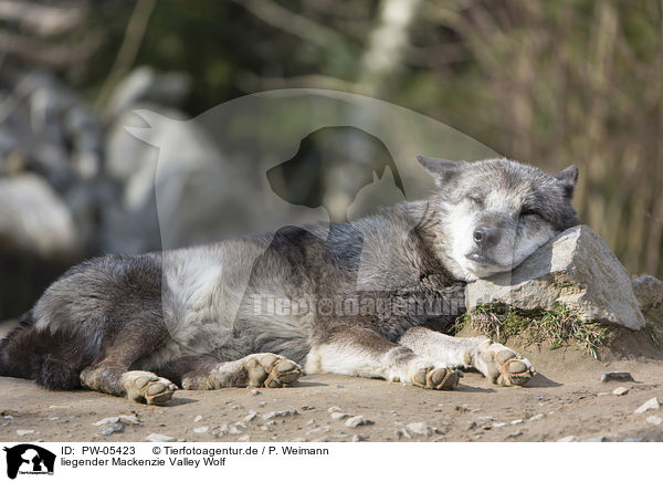 liegender Mackenzie Valley Wolf / PW-05423