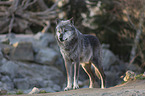stehender Mackenzie Valley Wolf