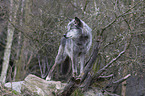 stehender Mackenzie Valley Wolf