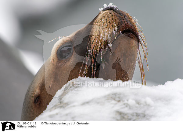 Mhnenrobbe / Patagonian sea lion / JG-01112