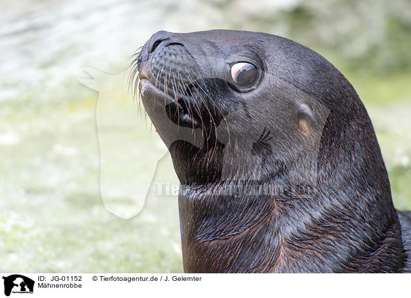 Mhnenrobbe / Patagonian sea lion / JG-01152
