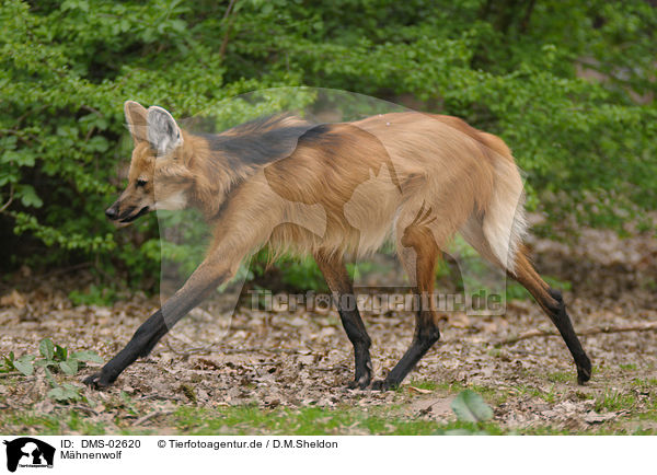 Mhnenwolf / maned wolf / DMS-02620