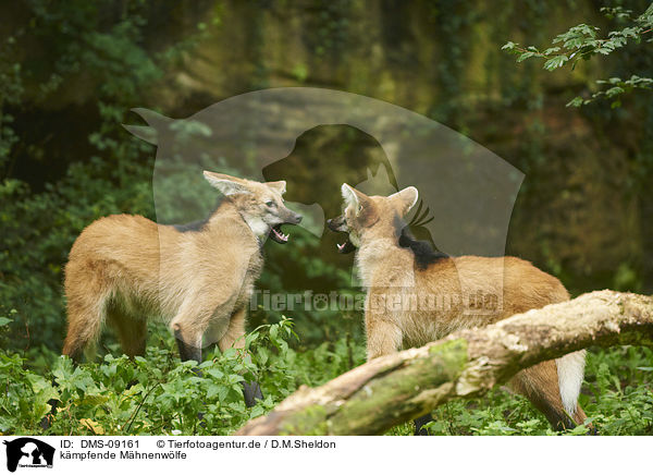 kmpfende Mhnenwlfe / fighting Maned Wolves / DMS-09161