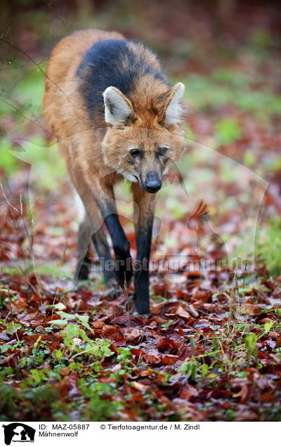 Mhnenwolf / Maned Wolf / MAZ-05887