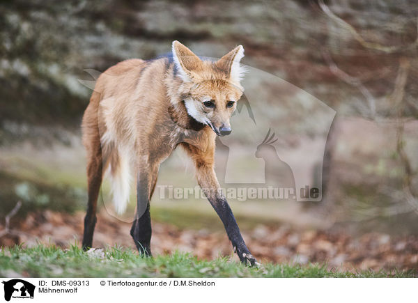 Mhnenwolf / maned wolf / DMS-09313
