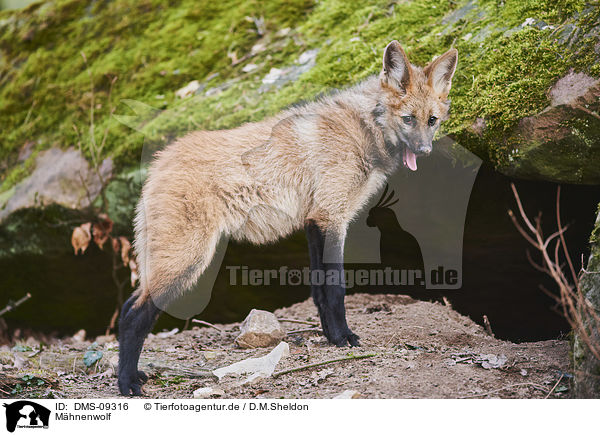 Mhnenwolf / maned wolf / DMS-09316