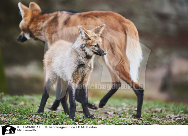 Mhnenwlfe / maned wolves / DMS-09317