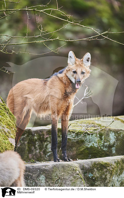 Mhnenwolf / maned wolf / DMS-09320