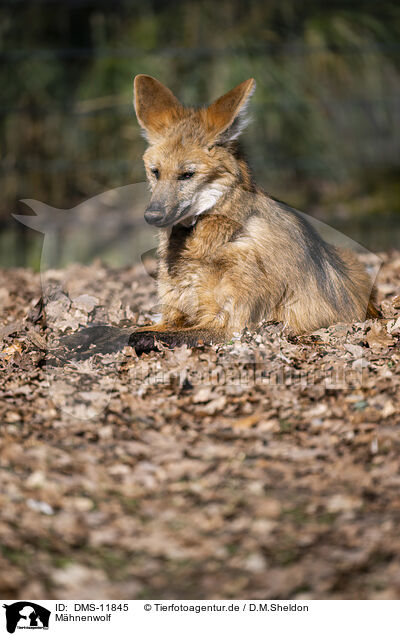 Mhnenwolf / Maned wolf / DMS-11845