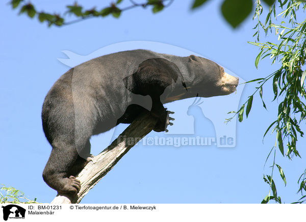 Malaienbr / sun bear / BM-01231