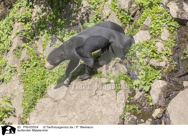 laufender Malaienbr / walking Sun Bear / PW-05504