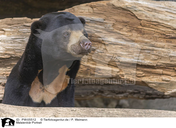 Malaienbr Portrait / Sun Bear portrait / PW-05512