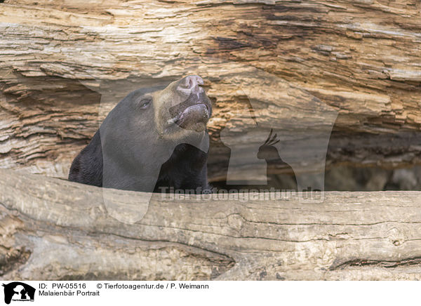 Malaienbr Portrait / Sun Bear portrait / PW-05516