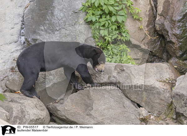 laufender Malaienbr / walking Sun Bear / PW-05517
