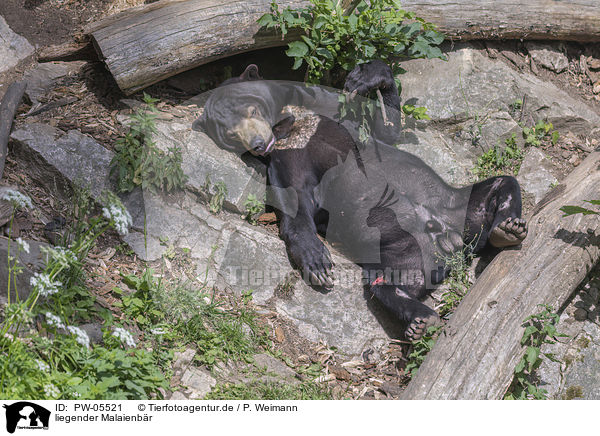 liegender Malaienbr / liegender Sun Bear / PW-05521