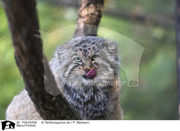 Manul Portrait / Manul portrait / PW-05556