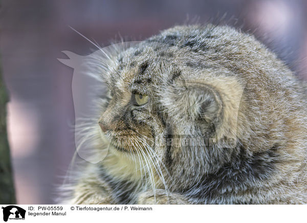 liegender Manul / PW-05559