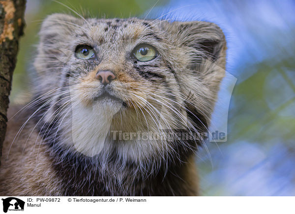 Manul / Pallas's cat / PW-09872