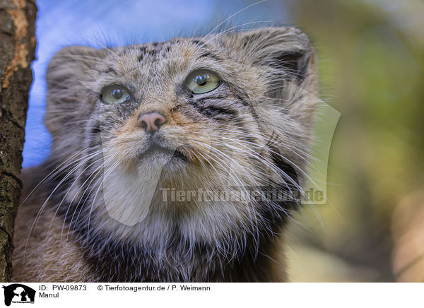 Manul / PW-09873