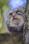 Manul