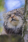 Manul