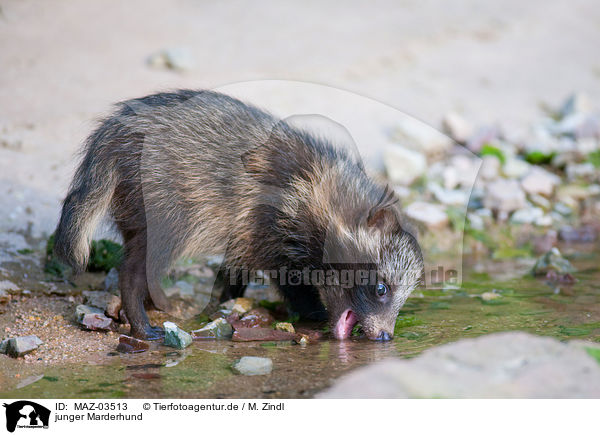 junger Marderhund / young raccoon dog / MAZ-03513