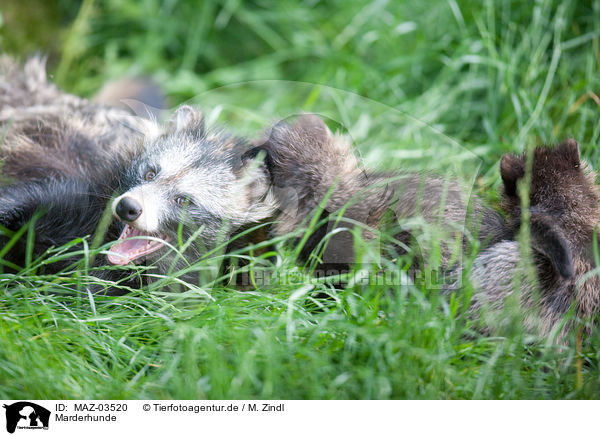 Marderhunde / raccoon dogs / MAZ-03520