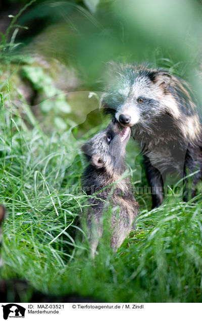 Marderhunde / raccoon dogs / MAZ-03521