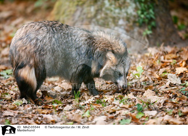 Marderhund / raccoon dog / MAZ-05544