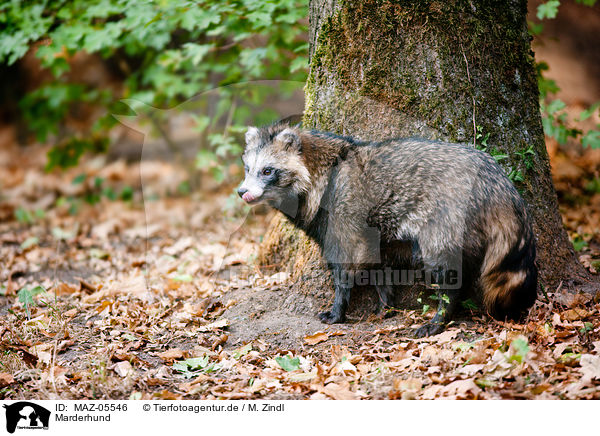 Marderhund / MAZ-05546