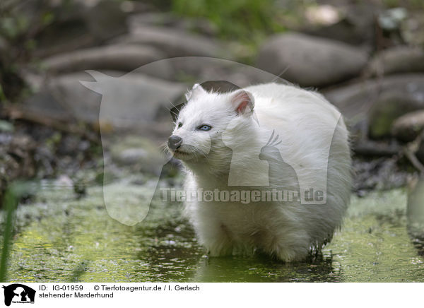 stehender Marderhund / standing Raccoon Dog / IG-01959