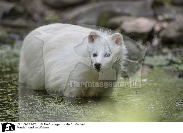 Marderhund im Wasser / Raccoon Dog in the water / IG-01962