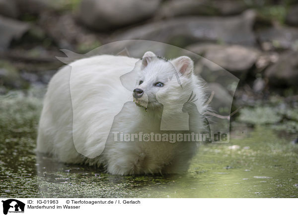 Marderhund im Wasser / Raccoon Dog in the water / IG-01963