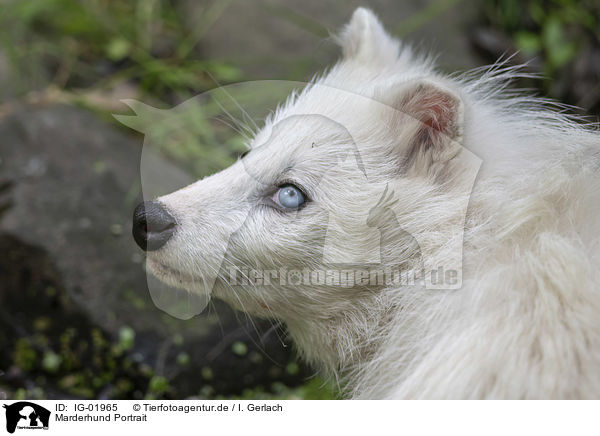 Marderhund Portrait / IG-01965