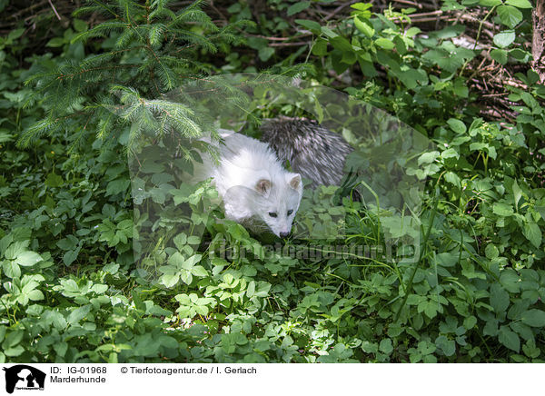 Marderhunde / Raccoon Dogs / IG-01968