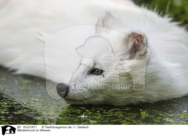 Marderhund im Wasser / Raccoon Dog in the water / IG-01971