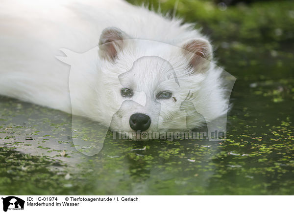 Marderhund im Wasser / IG-01974