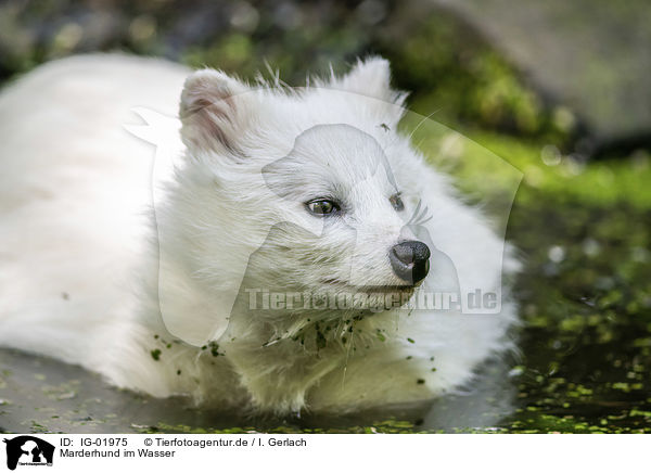 Marderhund im Wasser / IG-01975