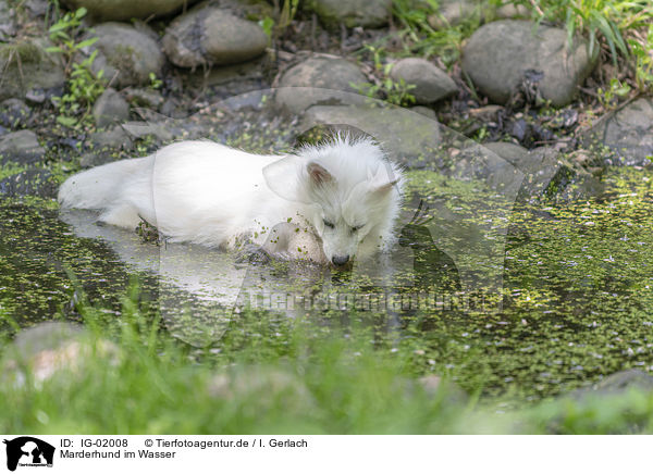 Marderhund im Wasser / Raccoon Dog in the water / IG-02008
