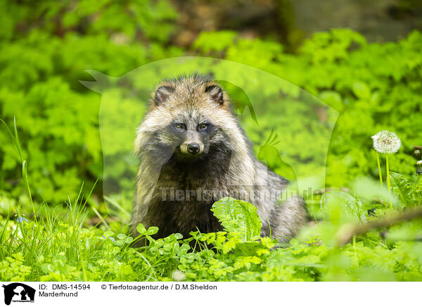 Marderhund / raccoon dog / DMS-14594