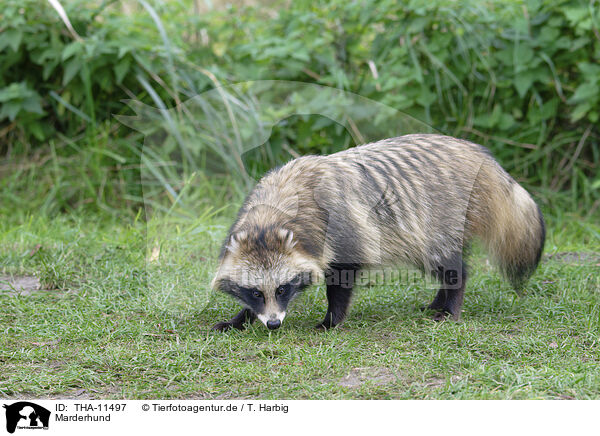 Marderhund / raccoon dog / THA-11497